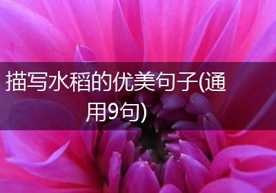 描写水稻的优美句子(通用9句)