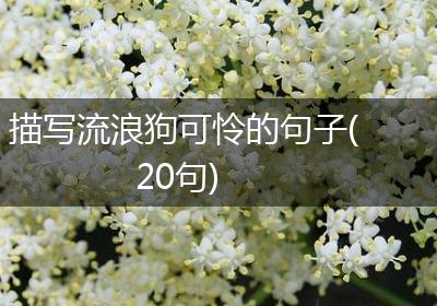 描写流浪狗可怜的句子(20句)