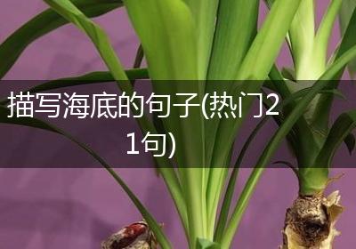 描写海底的句子(热门21句)