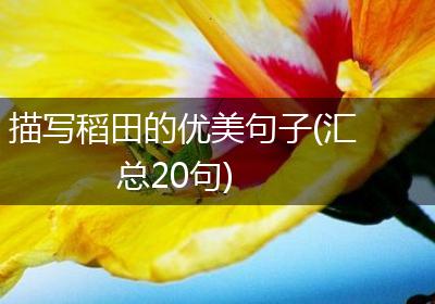 描写稻田的优美句子(汇总20句)