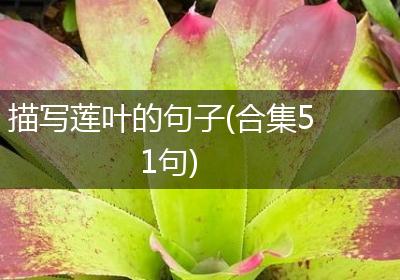 描写莲叶的句子(合集51句)