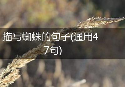 描写蜘蛛的句子(通用47句)