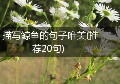 描写鲸鱼的句子唯美(推荐20句)