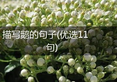 描写鹅的句子(优选11句)