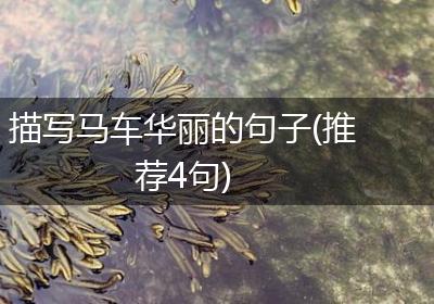 描写马车华丽的句子(推荐4句)