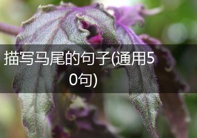 描写马尾的句子(通用50句)
