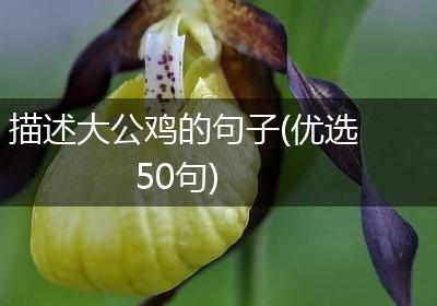 描述大公鸡的句子(优选50句)