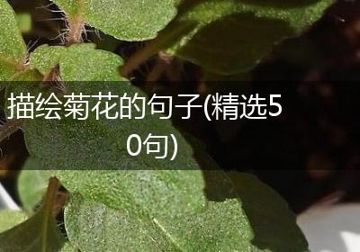 描绘菊花的句子(精选50句)