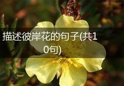 描述彼岸花的句子(共10句)
