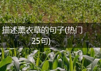 描述薰衣草的句子(热门25句)