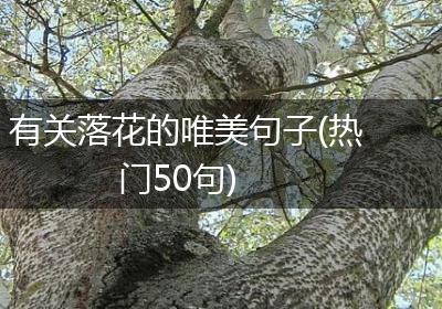 有关落花的唯美句子(热门50句)