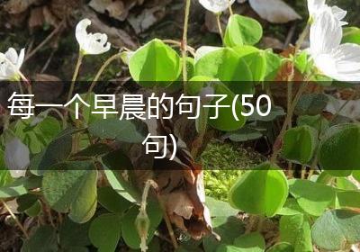 每一个早晨的句子(50句)