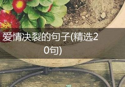 爱情决裂的句子(精选20句)