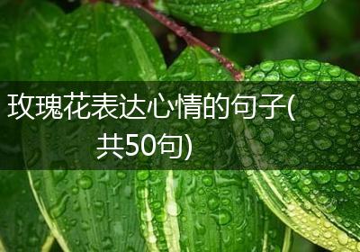 玫瑰花表达心情的句子(共50句)