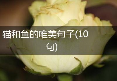 猫和鱼的唯美句子(10句)