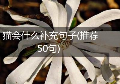 猫会什么补充句子(推荐50句)