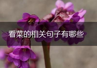 看菜的相关句子有哪些