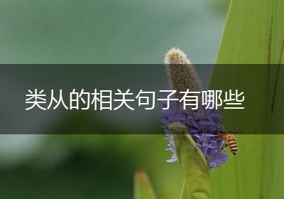 类从的相关句子有哪些