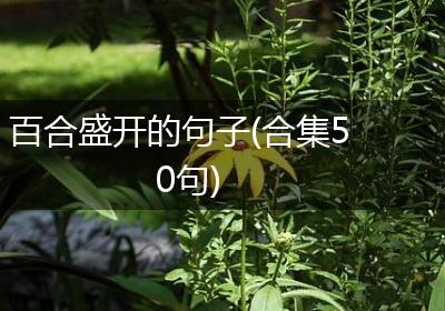 百合盛开的句子(合集50句)