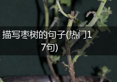 描写枣树的句子(热门17句)