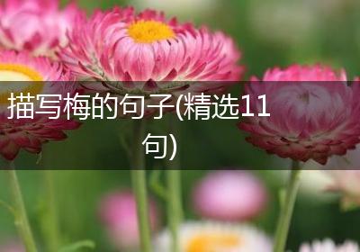 描写梅的句子(精选11句)
