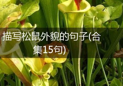 描写松鼠外貌的句子(合集15句)