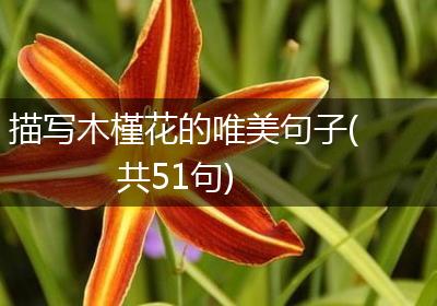 描写木槿花的唯美句子(共51句)