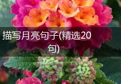 描写月亮句子(精选20句)