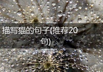 描写猫的句子(推荐20句)