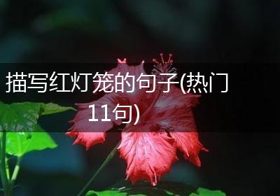 描写红灯笼的句子(热门11句)