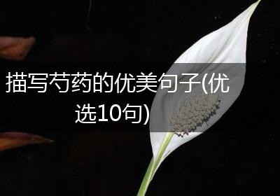 描写芍药的优美句子(优选10句)