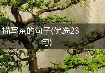 描写茶的句子(优选23句)
