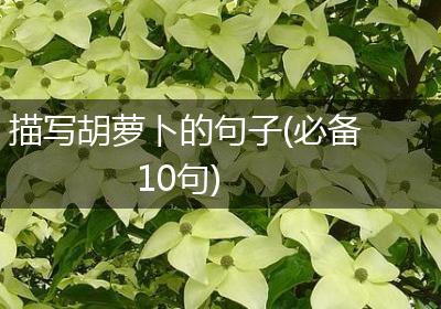 描写胡萝卜的句子(必备10句)