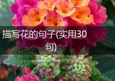 描写花的句子(实用30句)