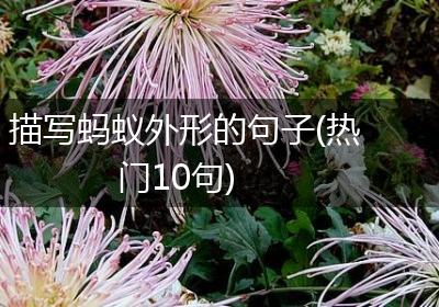 描写蚂蚁外形的句子(热门10句)