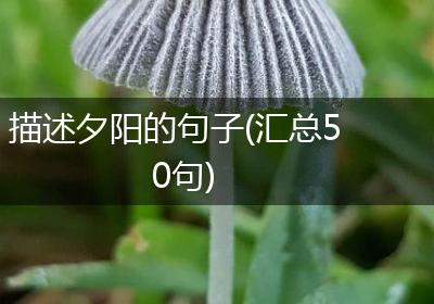 描述夕阳的句子(汇总50句)