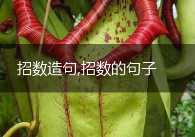 招数造句,招数的句子