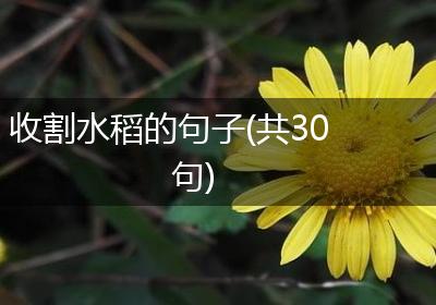 收割水稻的句子(共30句)