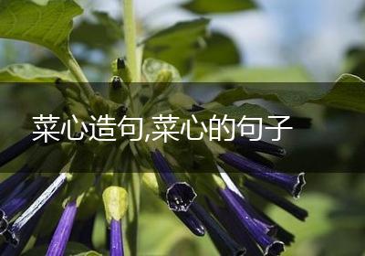 菜心造句,菜心的句子