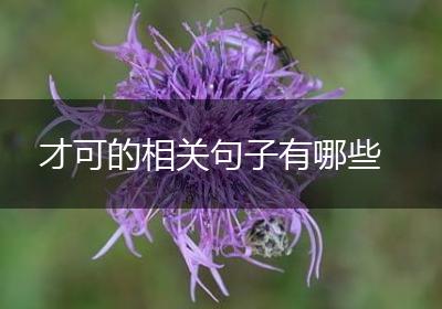 才可的相关句子有哪些