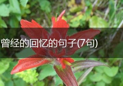 曾经的回忆的句子(7句)