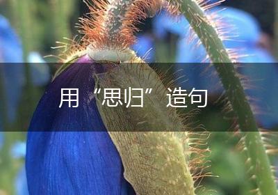 用“思归”造句