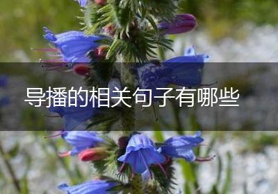 导播的相关句子有哪些
