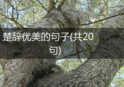 楚辞优美的句子(共20句)