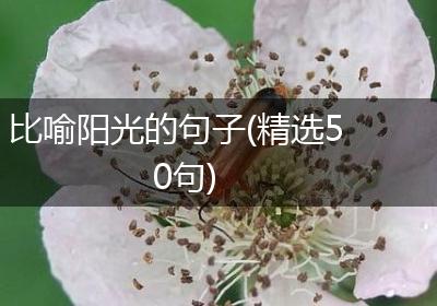 比喻阳光的句子(精选50句)