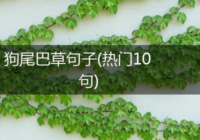 狗尾巴草句子(热门10句)