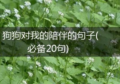 狗狗对我的陪伴的句子(必备20句)