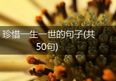 珍惜一生一世的句子(共50句)