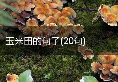 玉米田的句子(20句)