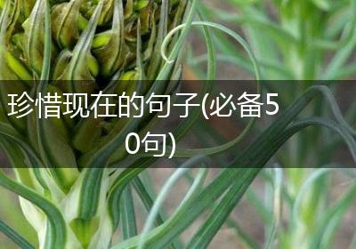 珍惜现在的句子(必备50句)